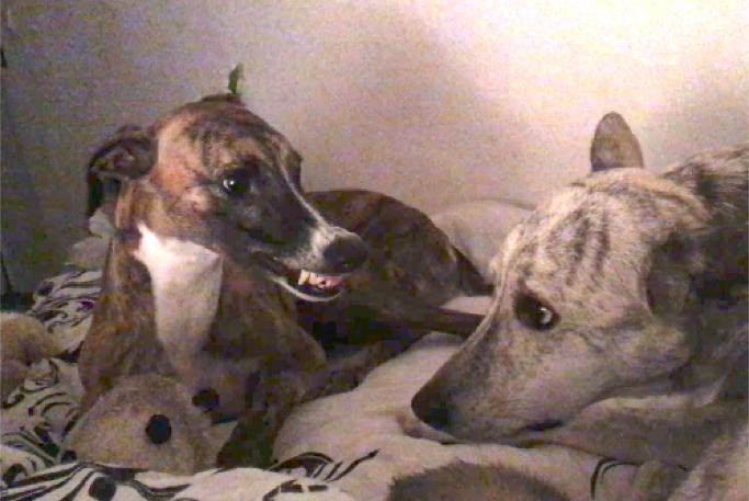 Karlo Ressourcenverteidigung